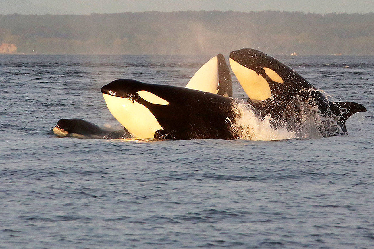 Northwest orcas are shrinking — and so are their prey, chinook salmon
