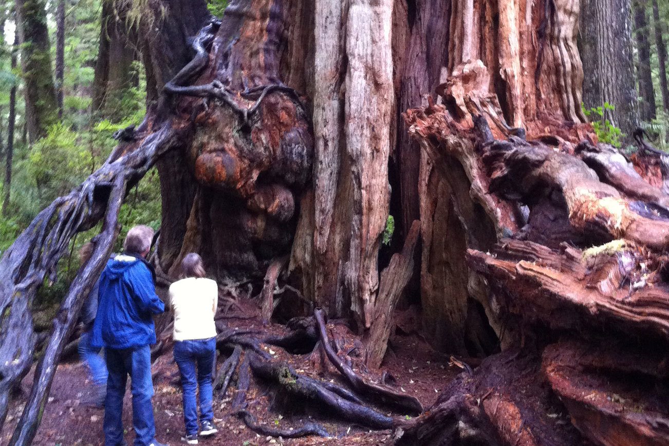 The demise of the record-breaking Quinault Big Cedar