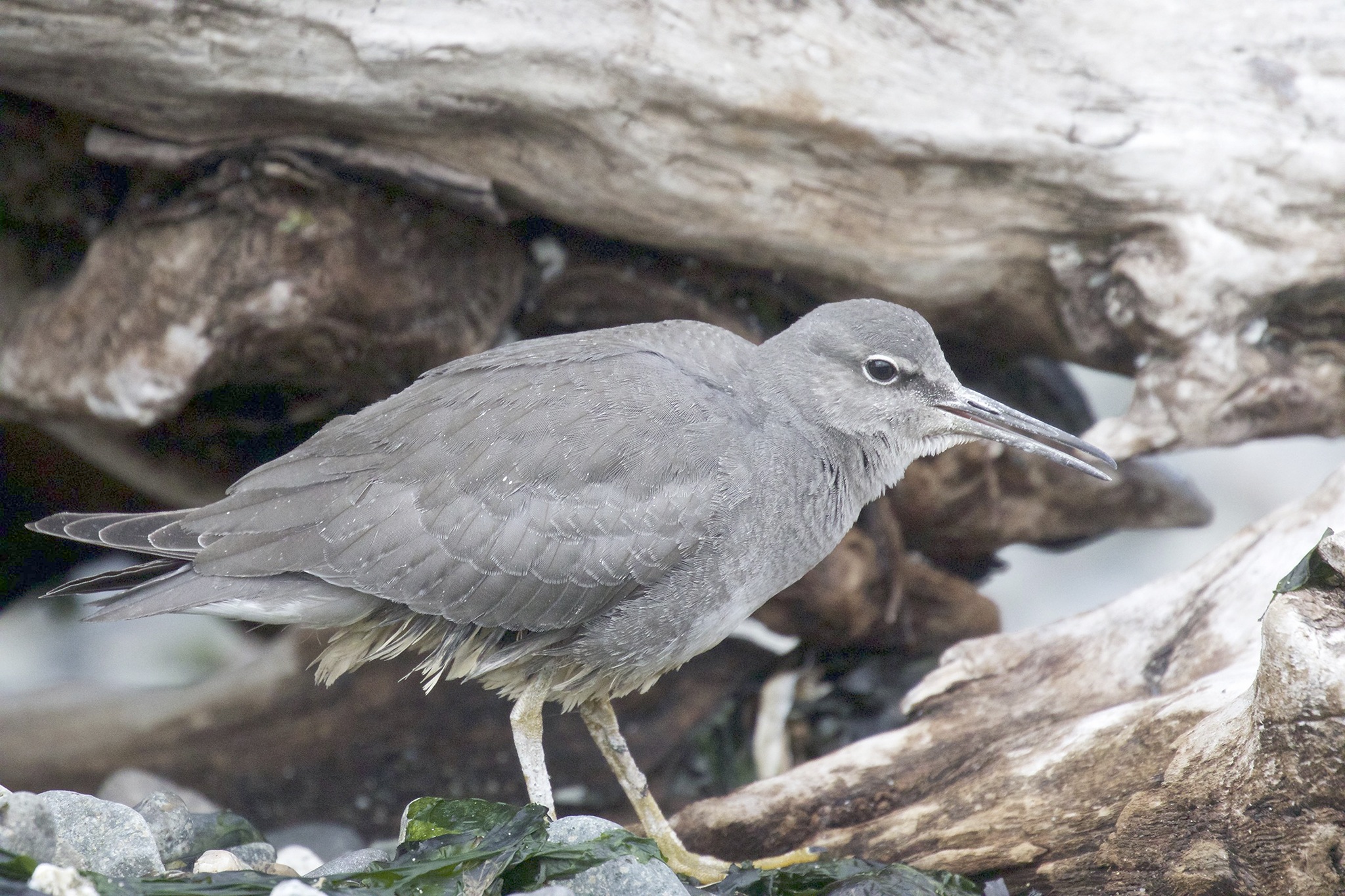 Grays Harbor Birds — Wandering Tattler