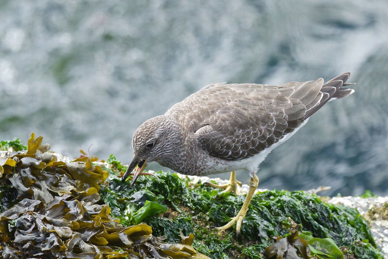 Grays Harbor Birds - Surfbird