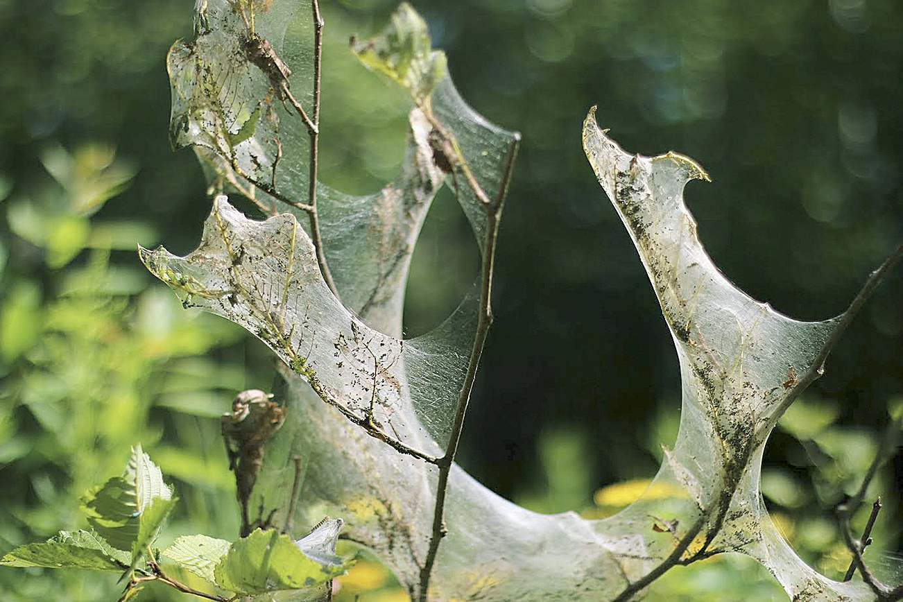 Webworms wreak havoc on deciduous trees. Courtney Celley/USFWS