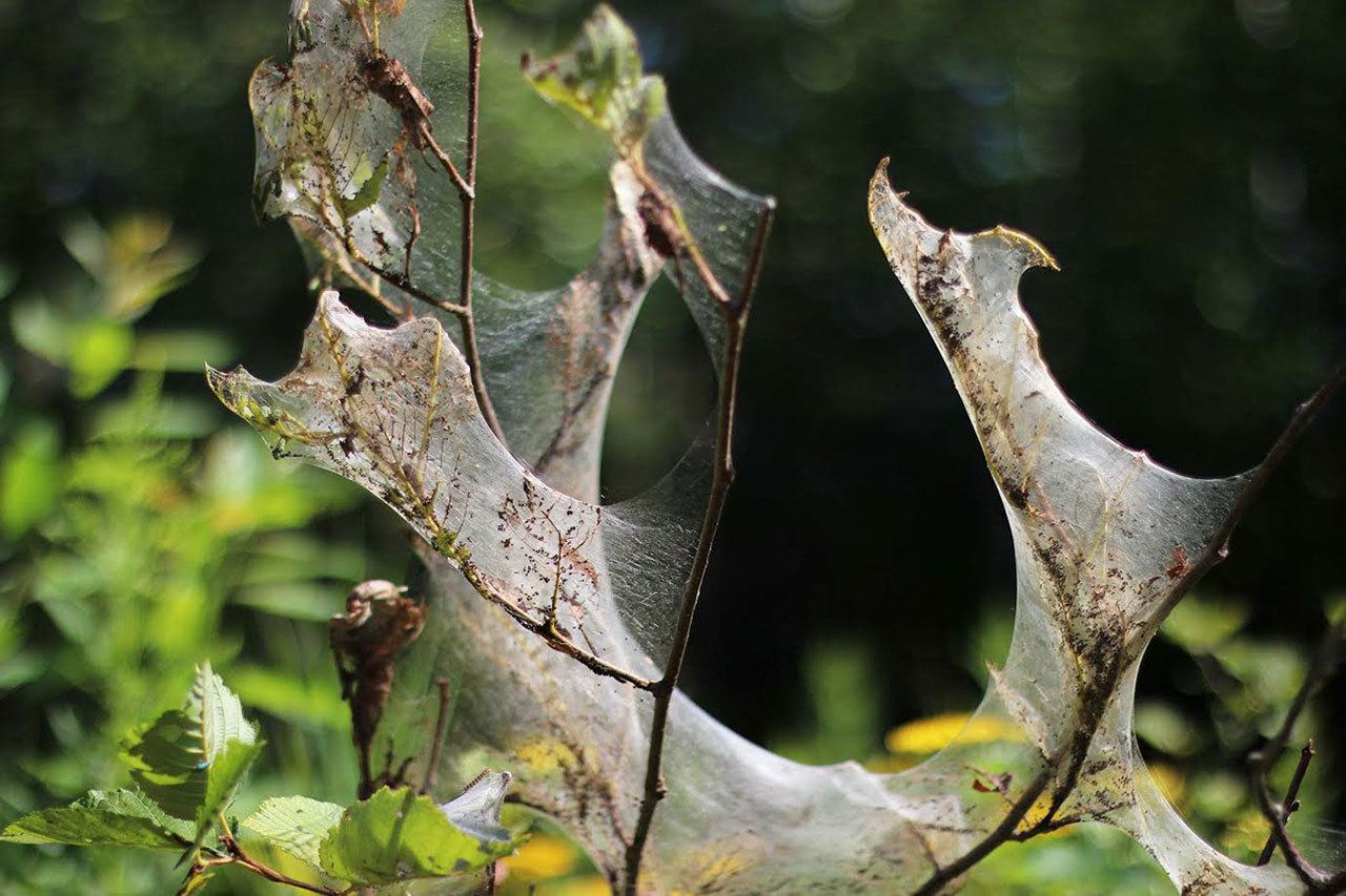 Webworms wreak havoc on deciduous trees. Courtney Celley/USFWS