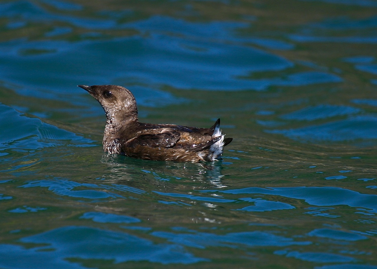 State endangered species listing could ‘raise flag’ for threatened seabird