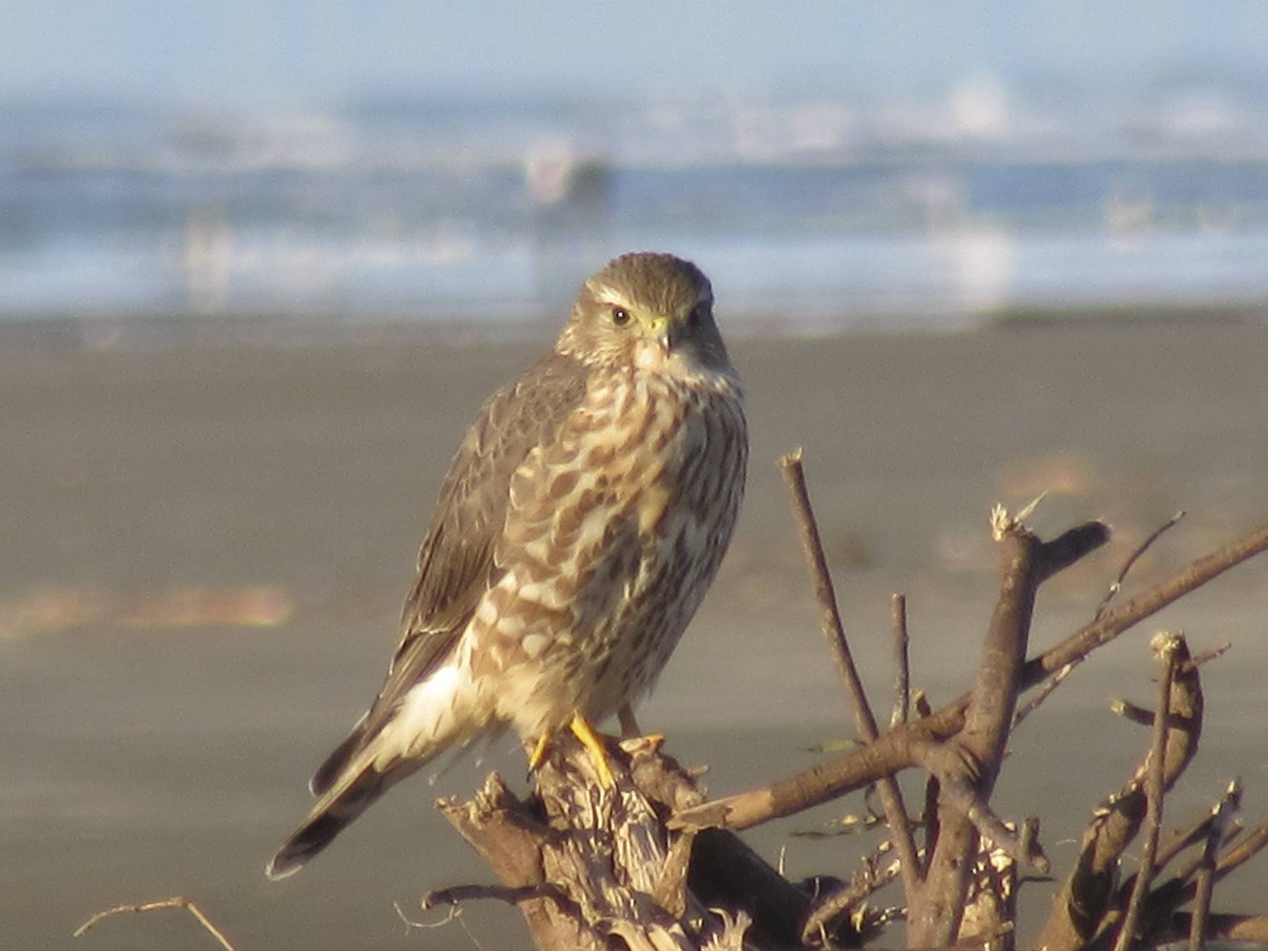 Grays Harbor Birds — Merlin