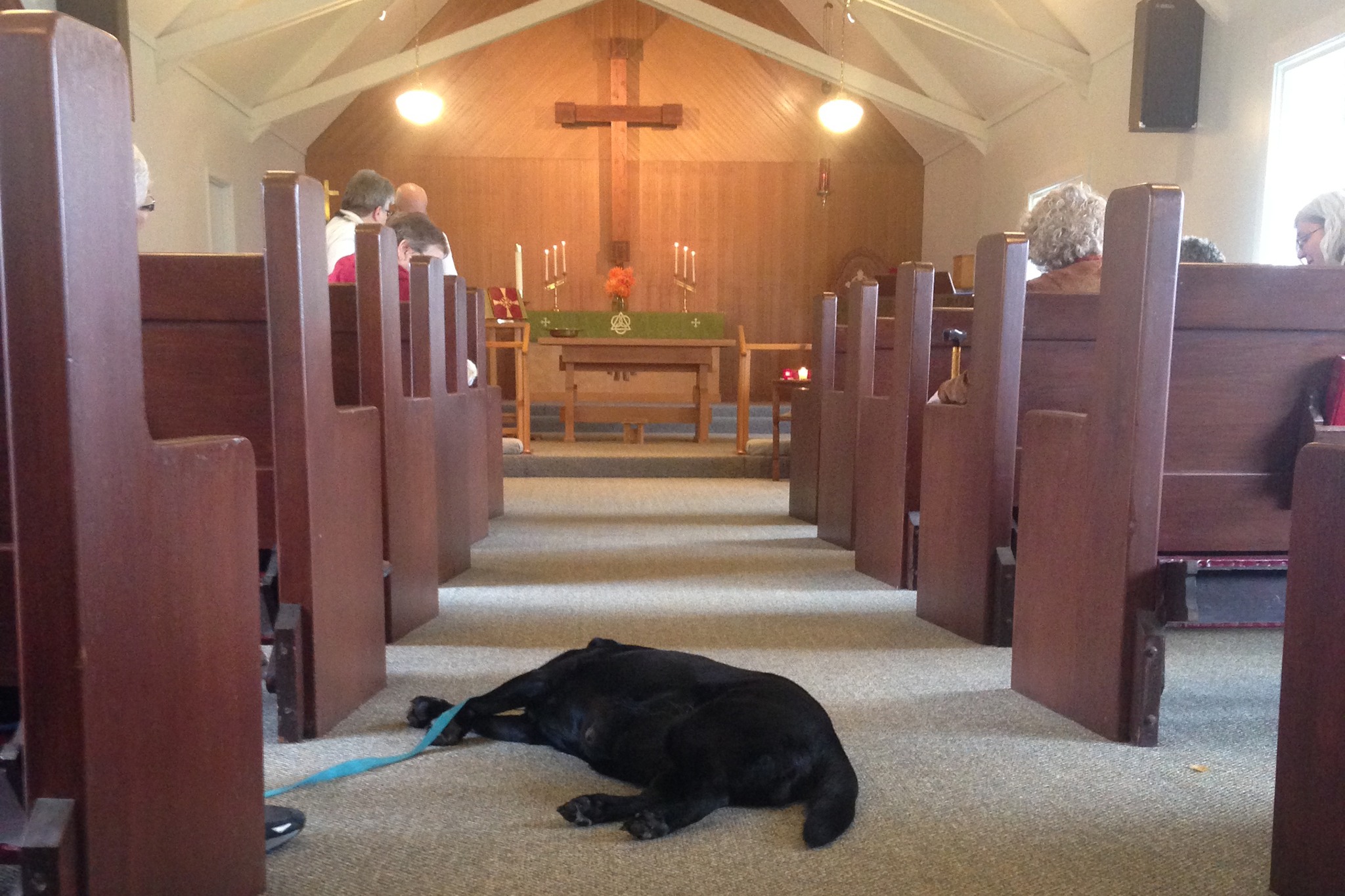 Honey, a 10-year-old black lab, takes a break during the 14th annual blessing of the pets at St. Mark’s Episcopal Church in Montesano. (Stephanie Morton | The Vidette)