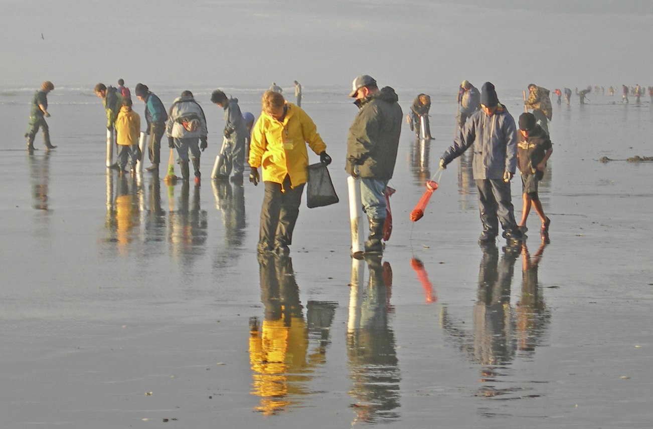 Fishery managers have approved a three-day clam dig on the Twin Harbors, Copalis and Mocrocks beginning today. COASTAL IMAGES|RON AREL