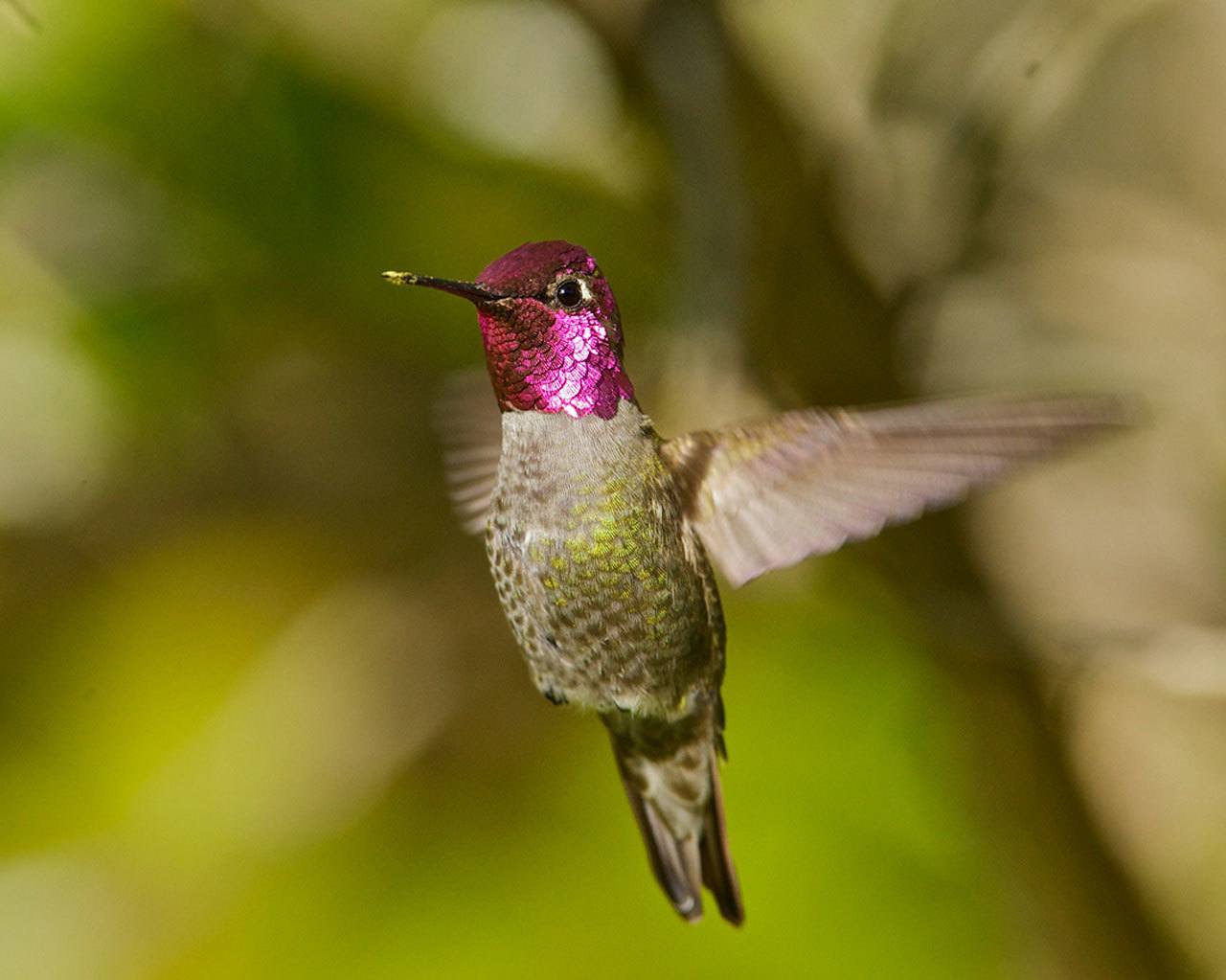 Anna’s Hummingbird (Calypte anna) (Gregg Thompson)