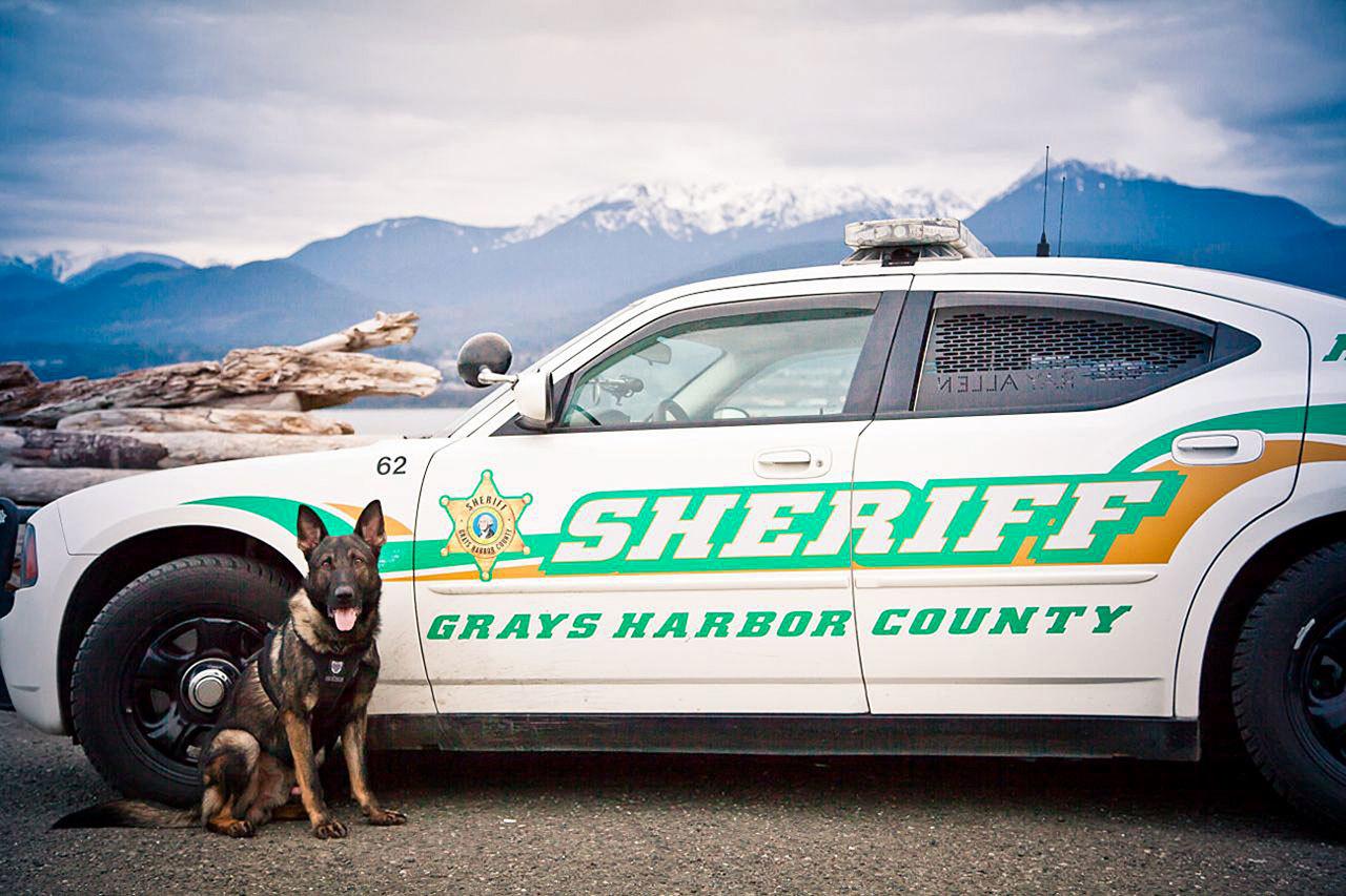 With the assistance of Grays Harbor Sheriff’s Office K-9 service dog Max and his handler, Deputy Tracy Gay, deputies and Elma Police were able to track down and arrest a man who fled from officers Wednesday morning. The suspect led officers on a chase down State Route 12, reaching speeds up to 85 mph before being arrested in a wooded area just inside the McCleary city limits.
