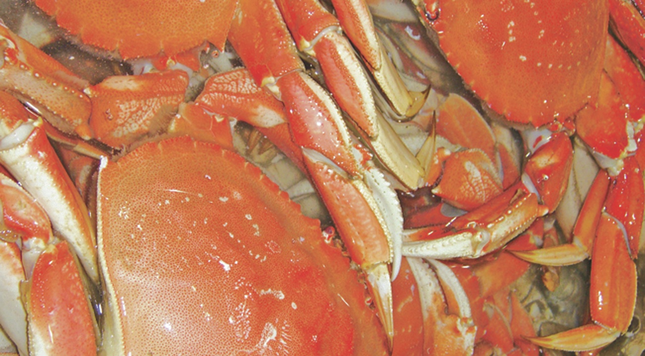 Fresh Dungeness crab will become scarce and pricey as the strike continues.                                Fresh Dungeness crab will become scarce and pricey as the strike continues. BARB AUE | SOUTH BEACH BULLETIN