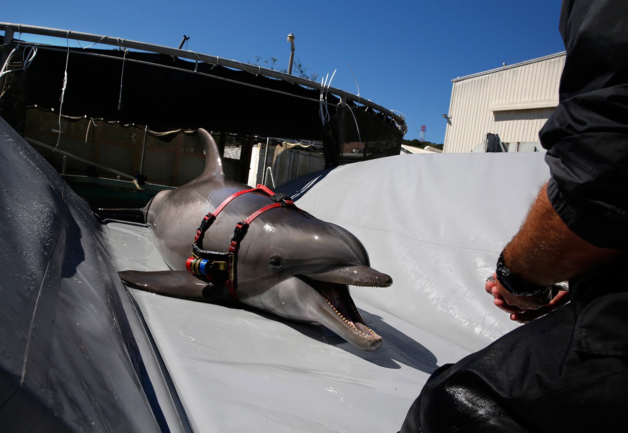 A highly trained bottlenose dolphin slides onto a beaching tray in preparation for transport to the open sea at the Mine and Santi-Submarine Warfare Center in San Diego in March 2015. Researchers hope to use the dolphins in locating — and rescuing — some of the few surviving vaquita porpoises in Mexico’s Upper Gulf of California. (Don Bartletti/Los Angeles Times)