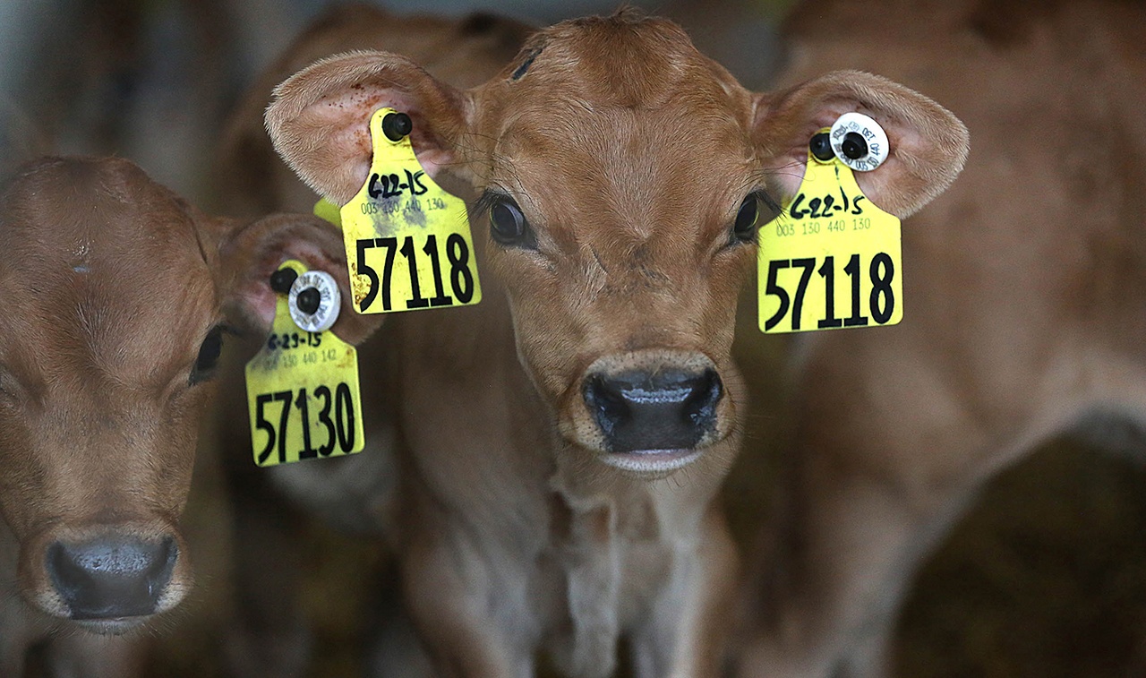 &ldquo;These are small steps, but not nearly enough to really address the enormous overuse of antibiotics.&rdquo; Dr. David Wallinga of the Natural Resources Defense Council. (Jim Gehrz/Minneapolis Star Tribune)