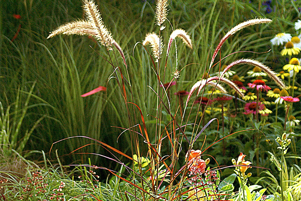 Latewinter cleanup for ornamental grasses The Daily World