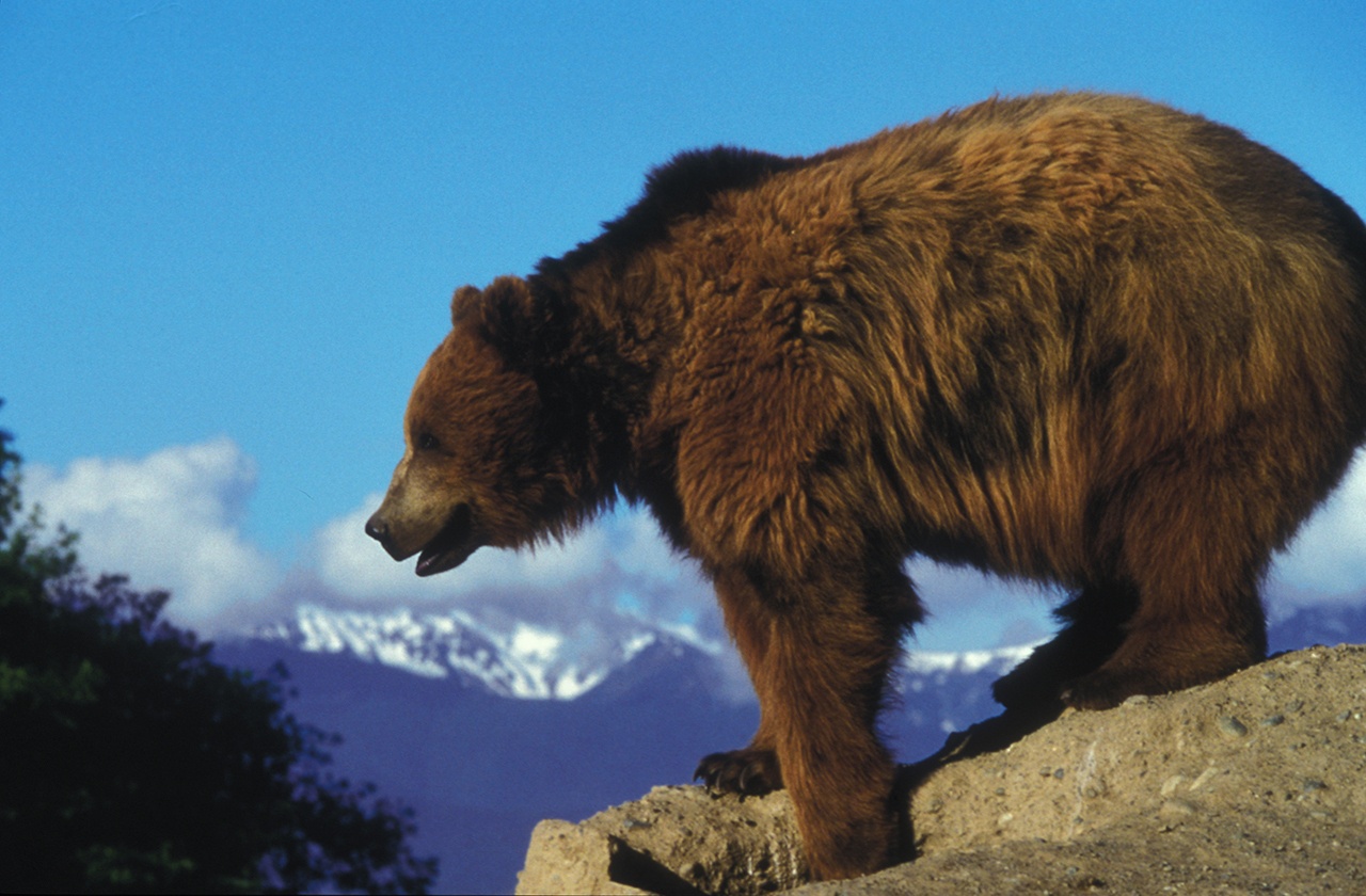 grizzly bear, Glacier NP MT, by Erwin & Peggy Bauer, no date, 9449, 105.1