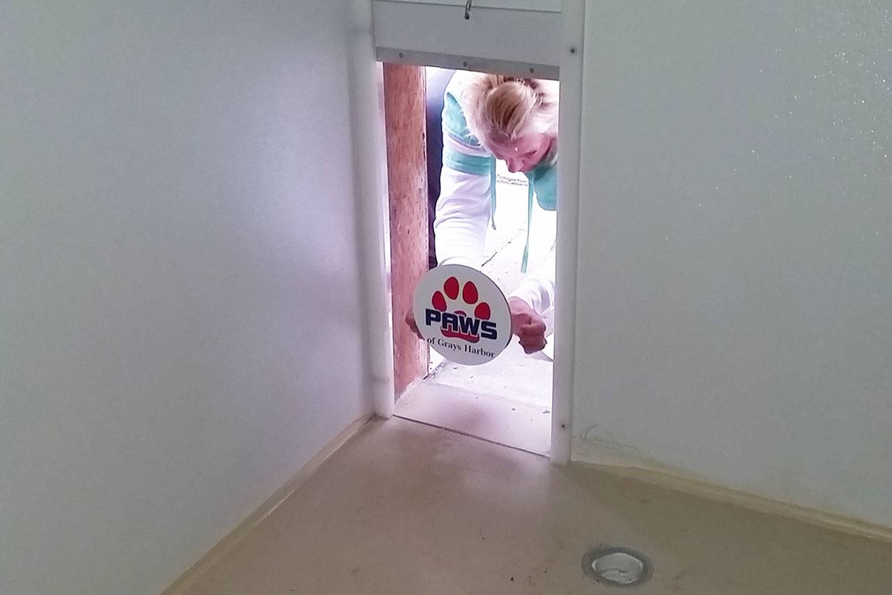 Molle Bouch applies a sticker to a window that will allow a dog to see outside a stall in the new kennel under construction at PAWS of Grays Harbor in Aberdeen. (Terri Harber|The Daily World)