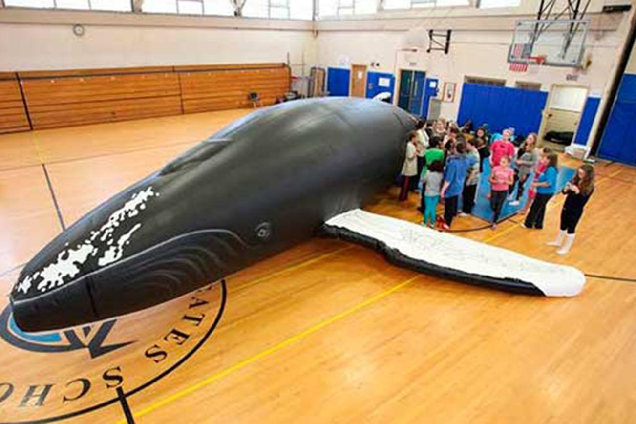 NOAA Photo This year’s newest addition to the annual Beachcombers Fun Fair is “Big Mamma,” a life-sized, inflatable humpback whale that is 40 feet long, 37 feet wide at the fins, and over 6 feet tall.