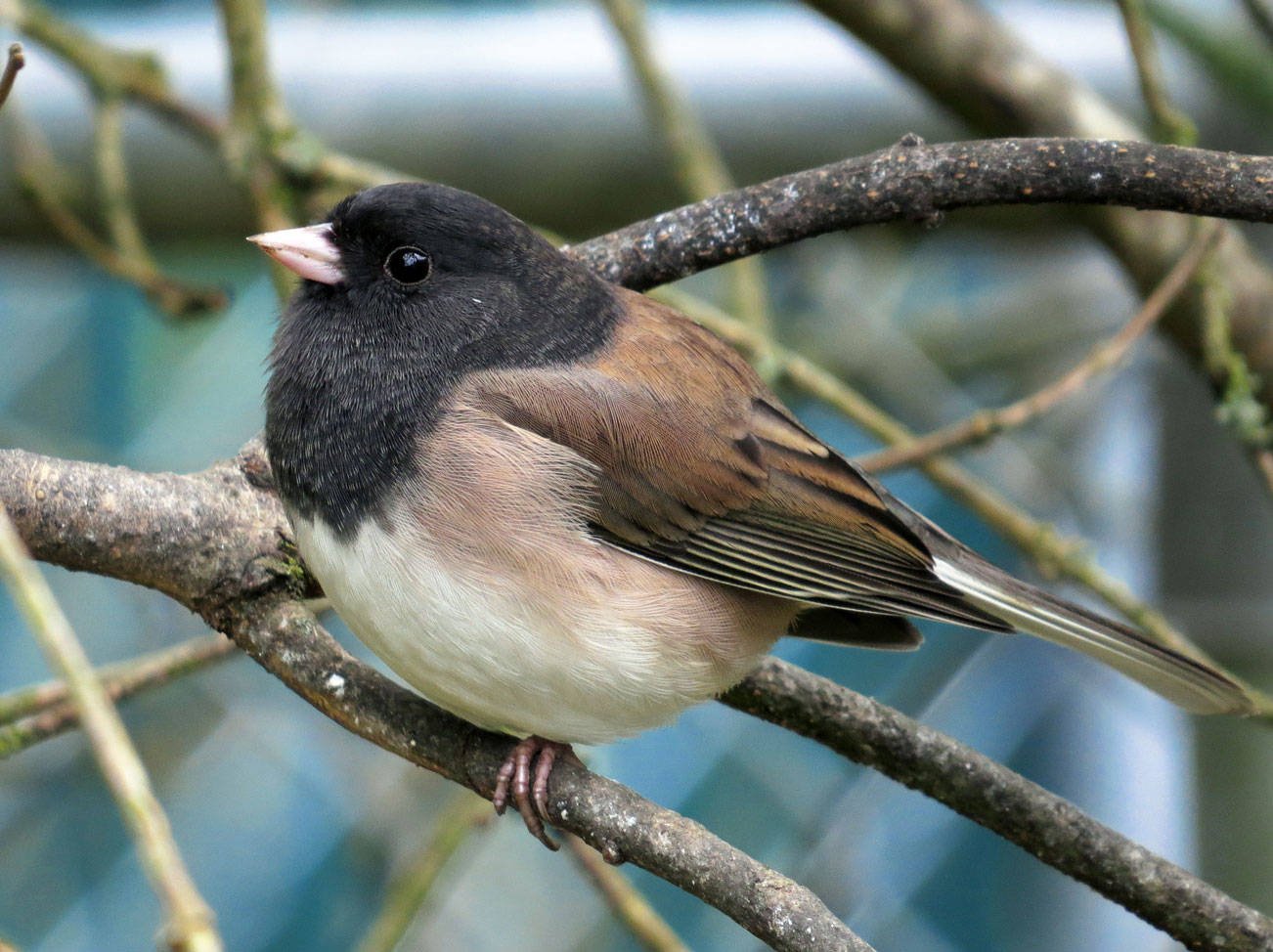 Grays Harbor Birds — Dark-eyed Junco