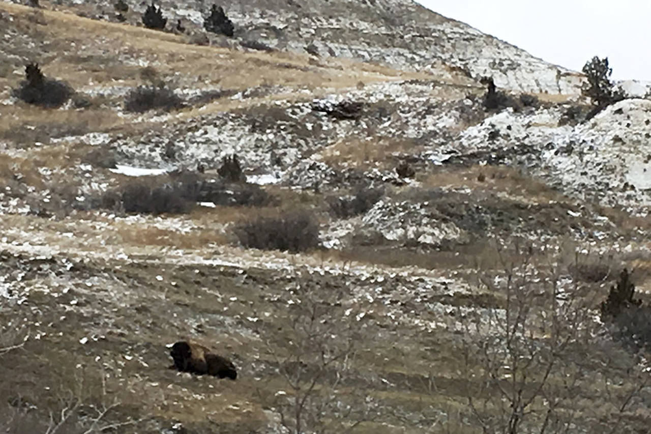 A lone bison, hunkered down on a hillside at Theodore Roosevelt National Park, was there to see us off as we neared the North Dakota-Montana border during our first day on the road.