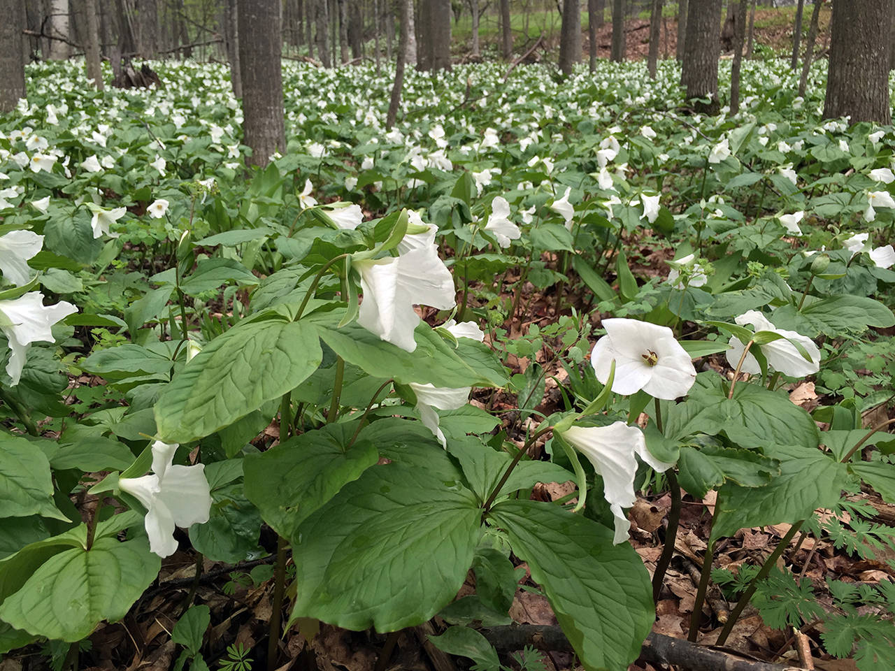 Trilliums bloom near Devils Elbow along the Tunnel of Trees, a scenic route along Lake Michigan. (Bob DeMay/Akron Beacon Journal)