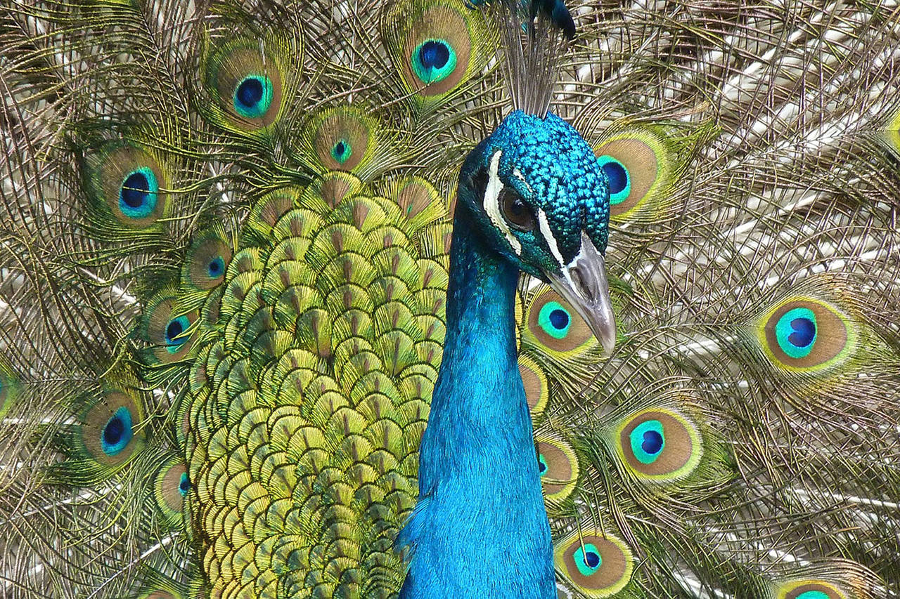 Scientists may be one step closer to answering the age-old question: What, exactly, is the point of the peacock’s spectacular plumage?