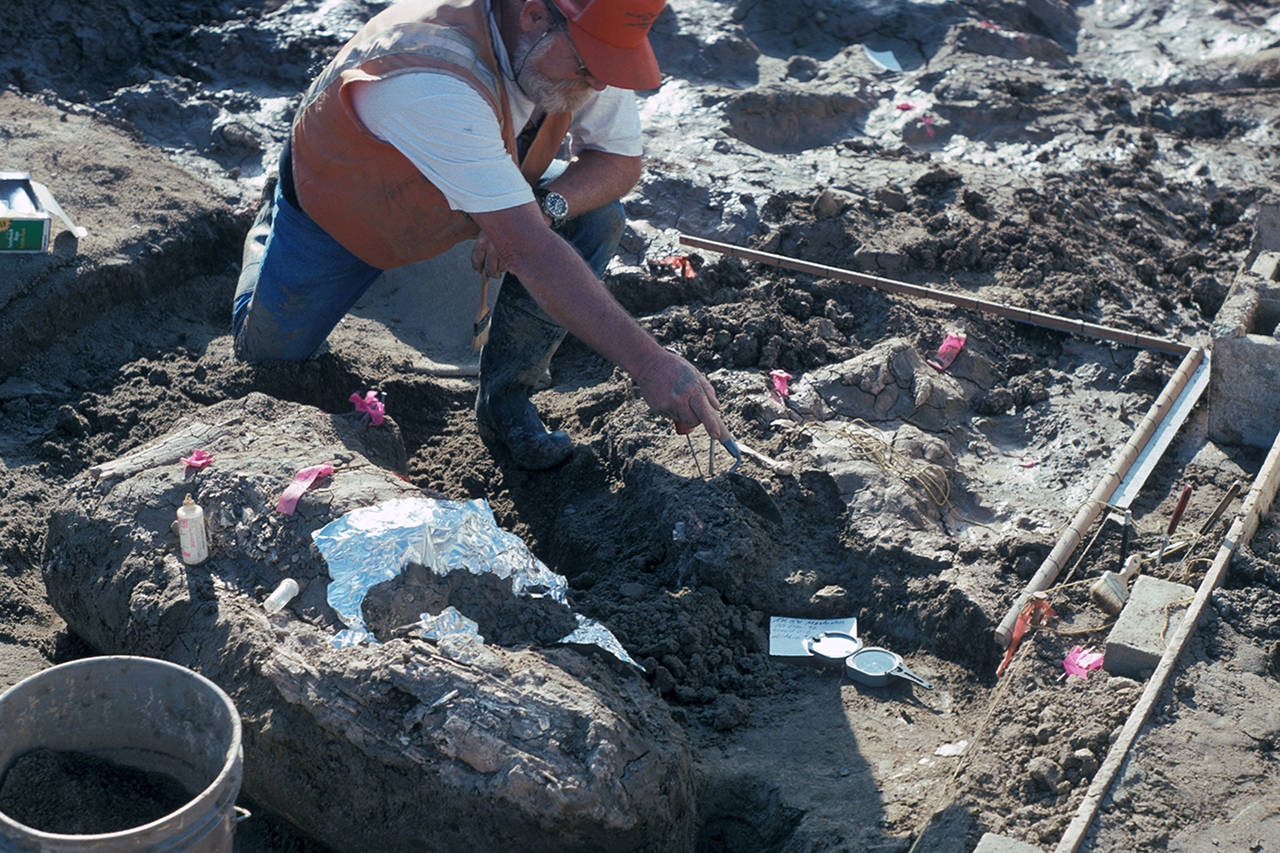 San Diego Natural History Museum Paleontologist Don Swanson pointing at a rock fragment near a large horizontal mastodon tusk fragment. (San Diego Natural History Museum)