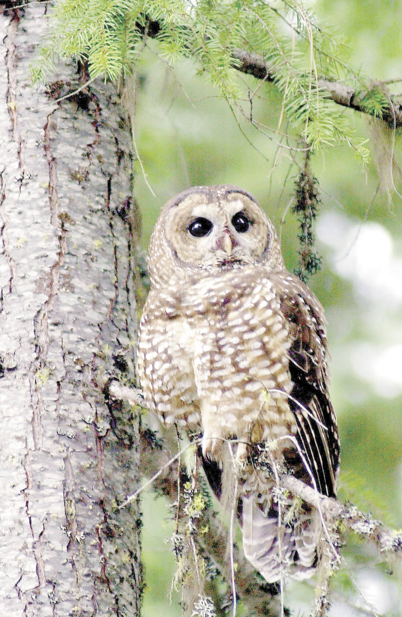 FILE — In this May 8, 2003 file photo, a northern spotted owl sits on a tree in the Deschutes National Forest near Camp Sherman, Ore.