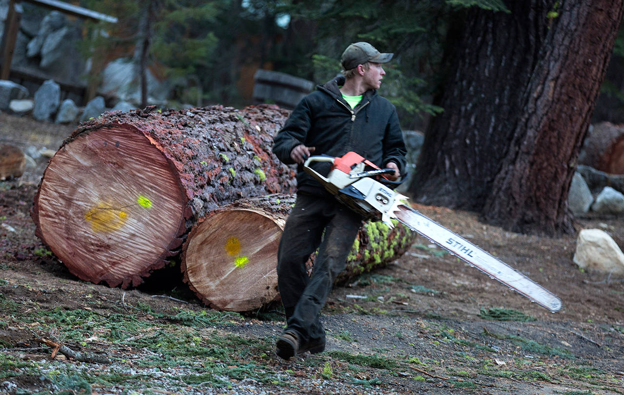 A young logger runs to get out of the way as his crew fells trees on Oct. 1 at Camp La Salle in Huntington Lake, Calif. (Brian van der Brug / Los Angeles Times)