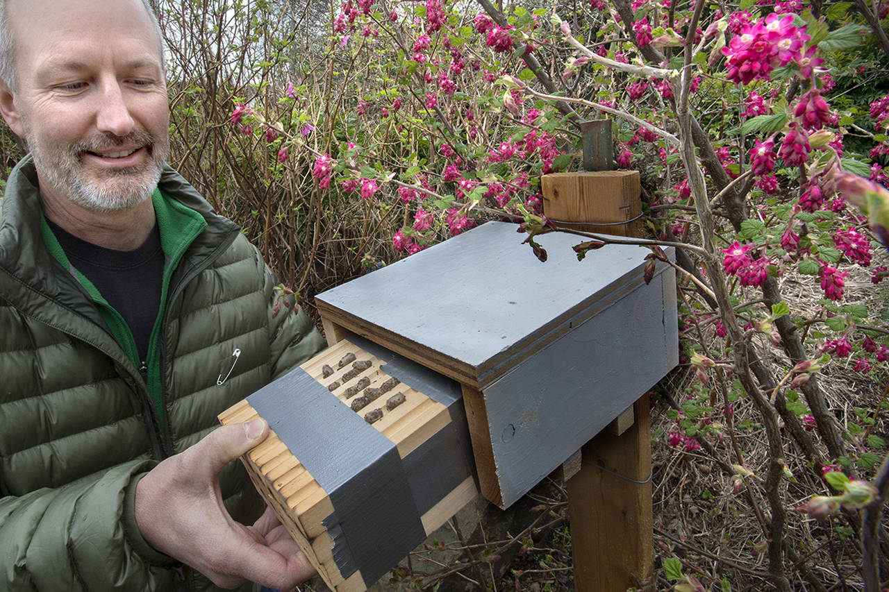 Wally Croshaw inserts a Mason bee house into an enclosure to protect the bees from the weather in Tacoma. (Lui Kit Wong | Tacoma News Tribune)