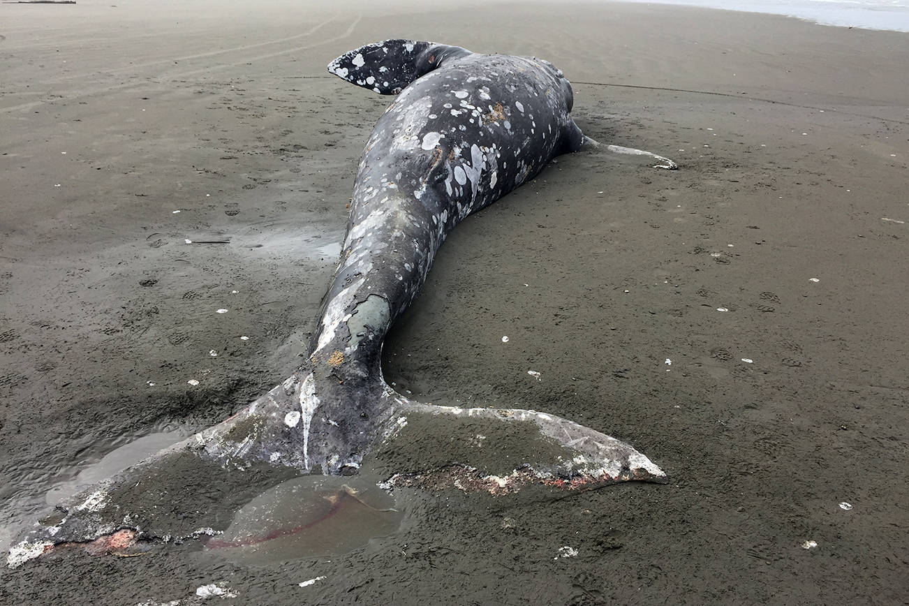 WASHINGTON STATE PARKS PHOTO                                A 1- to 2-year-old female gray whale washed ashore Tuesday at Twin Harbors State Park. The whale had apparently suffered a traumatic injury. Sources at Washington State Parks said the whale will not be removed and will be left to decay naturally.