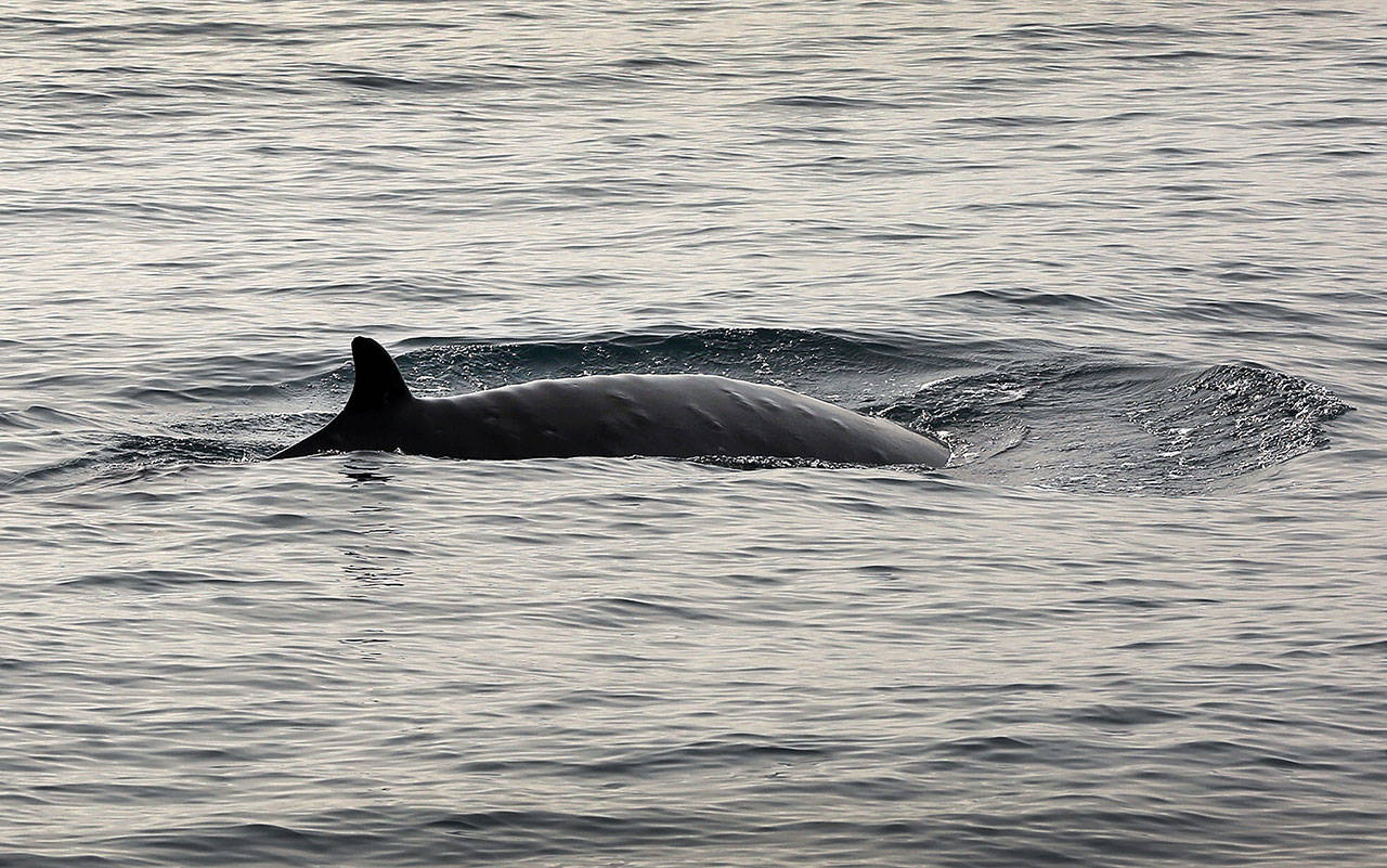 A minke whale cruising the Channel Islands National Marine Sanctuary in March 2015. Eleven national marine sanctuaries and monuments - from Monterey Bay to New England to the South Pacific - could lose protections under new details of a Trump administration plan released Monday that seeks to expand offshore oil and gas drilling. (Al Seib/Los Angeles Times)