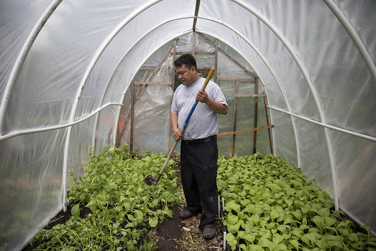 Pak Suan of Myanmar works in his small greenhouse in the Global Garden Refugee Training Farm in the Albany Park neighborhood of Chicago. (Erin Hooley | Chicago Tribune)