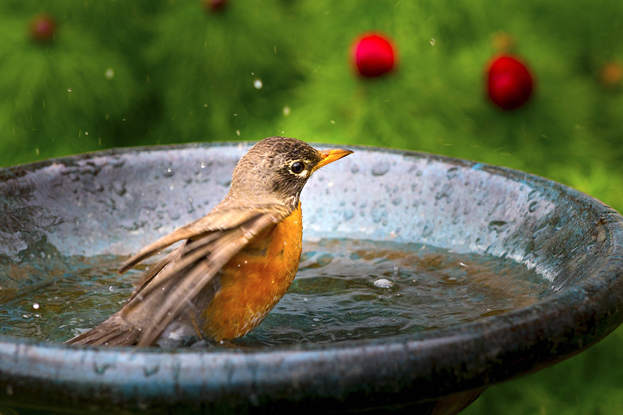 A shallow birdbath also provides water for small animals and butterflies. (Stock photo)