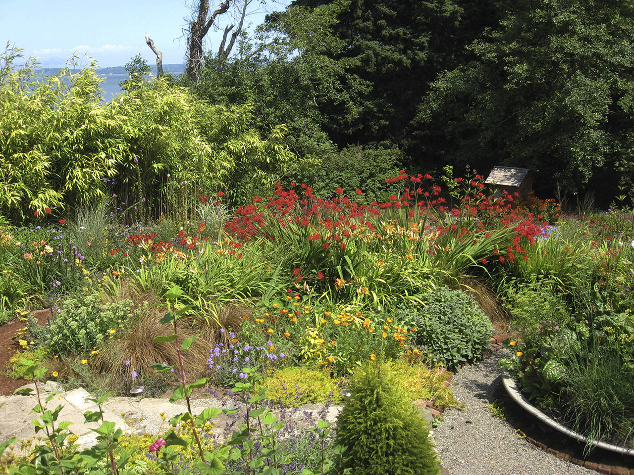 Mary Shane | WSU Master Gardeners                                 This Westport-area garden includes several perennials: The prominent, bright red flowers are Crocosmia, or “Lucifer”; on the far left, the purple tufty flowers are Liatris, or “gay feather”; and behind them are daylilies. At front left is Sedum, not yet in bloom.