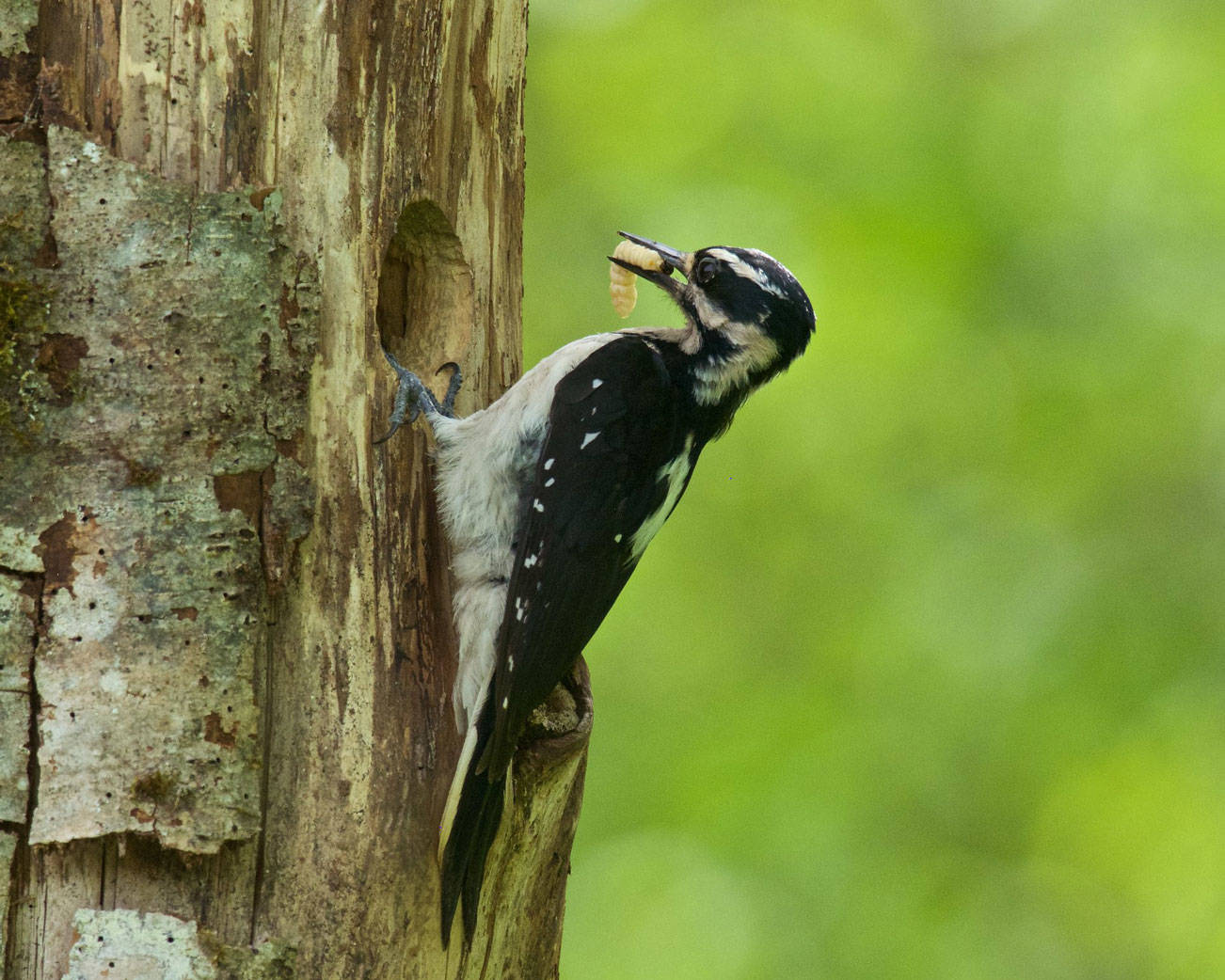 Grays Harbor Birds — Hairy Woodpecker