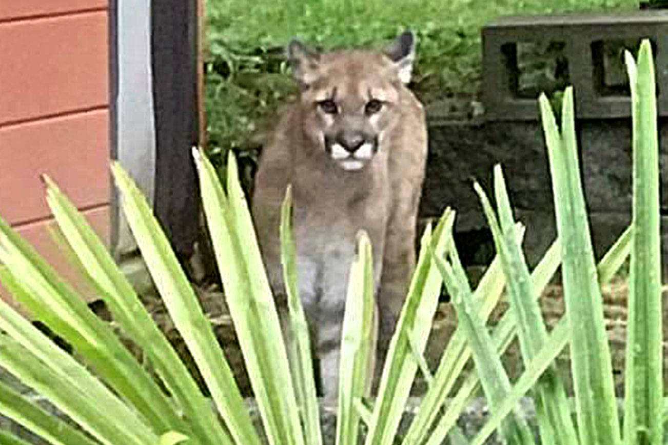 (Photo courtesy Brian Braaten) This cougar made its way into the backyard of a home on Earl Street at the top of Scammel Hill June 16.