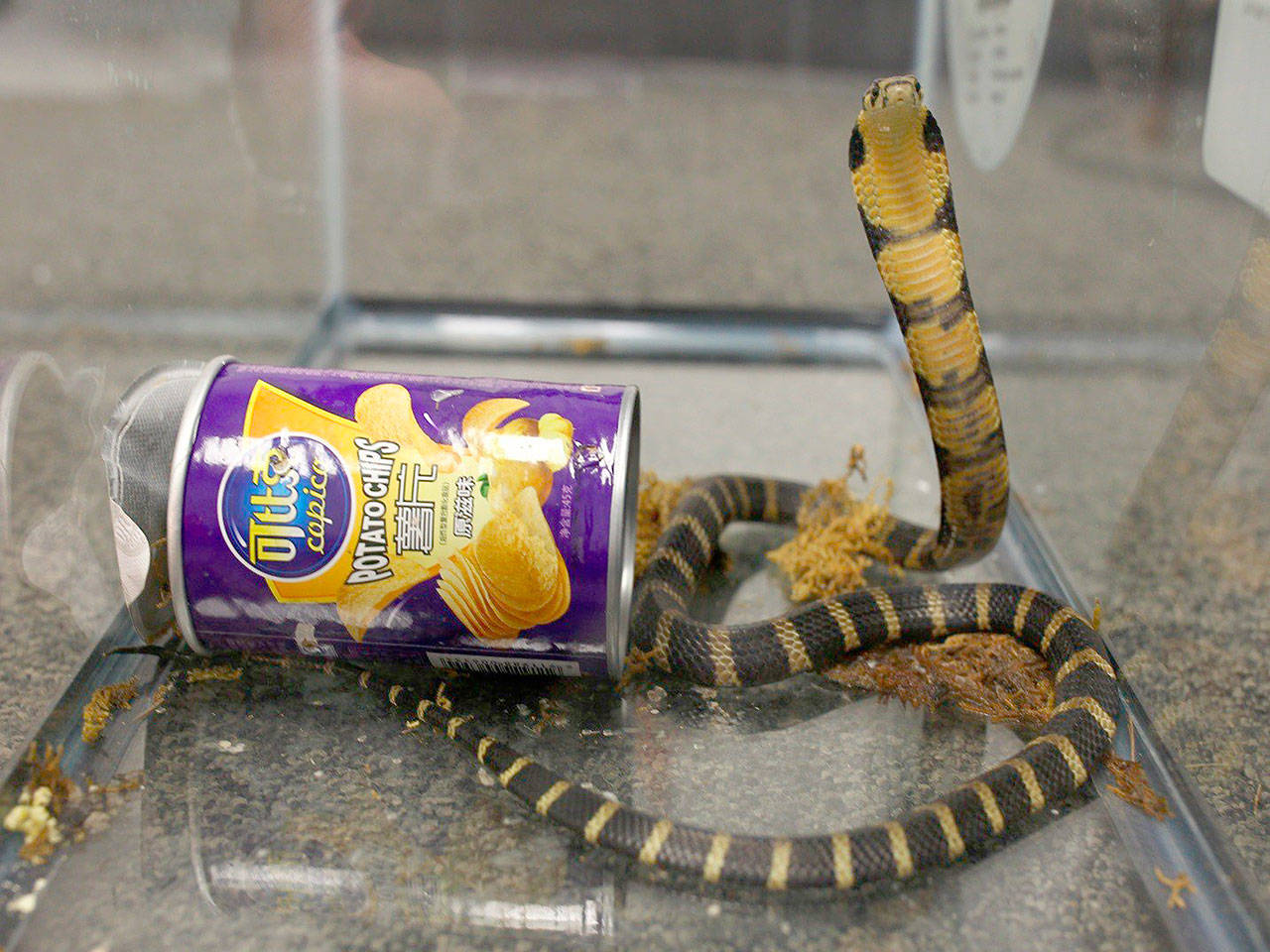 A king cobra beside a potato chip package after it was seized from a package en route to a home in Monterrey Park, Calif. (U.S. Attorney’s Office for the Central District of California)