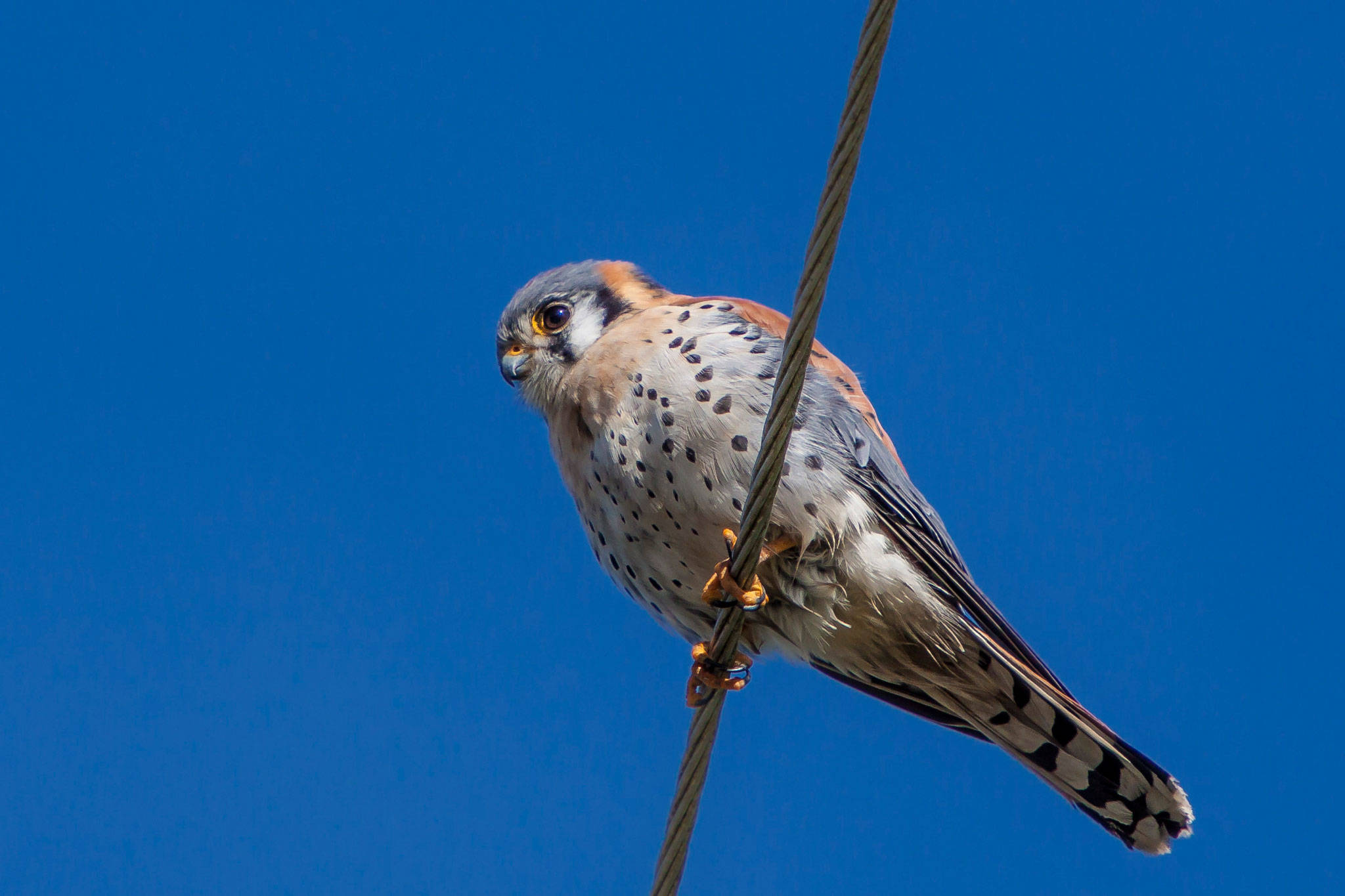 (Dasha Gudalewicz) American Kestrel (Falco sparverius)