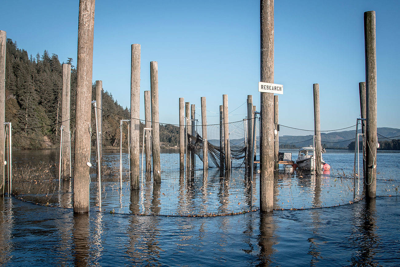 DFW proposes a test commercial fishery using fish traps in Willapa