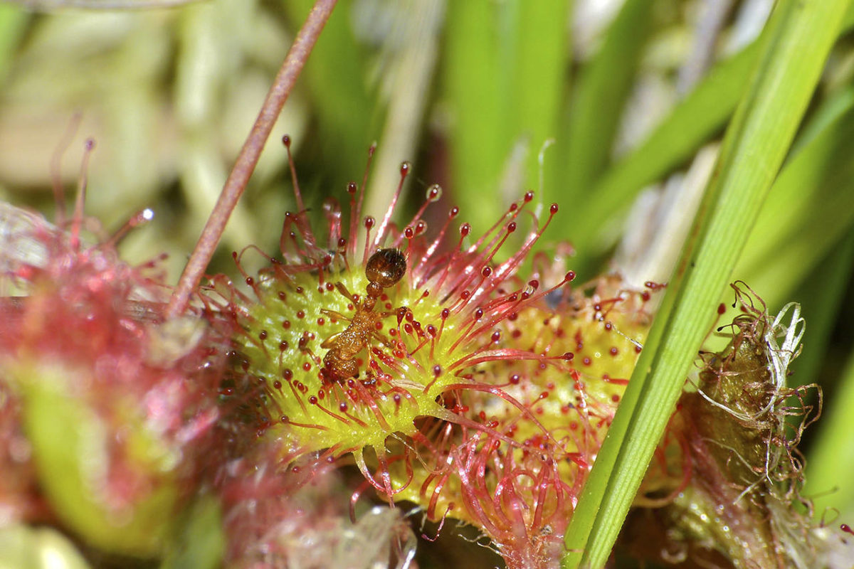 Master Gardener Carnivorous plants do just fine in Pacific Northwest