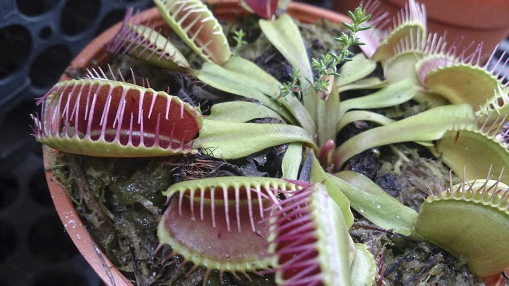 Master Gardener Carnivorous plants do just fine in Pacific Northwest