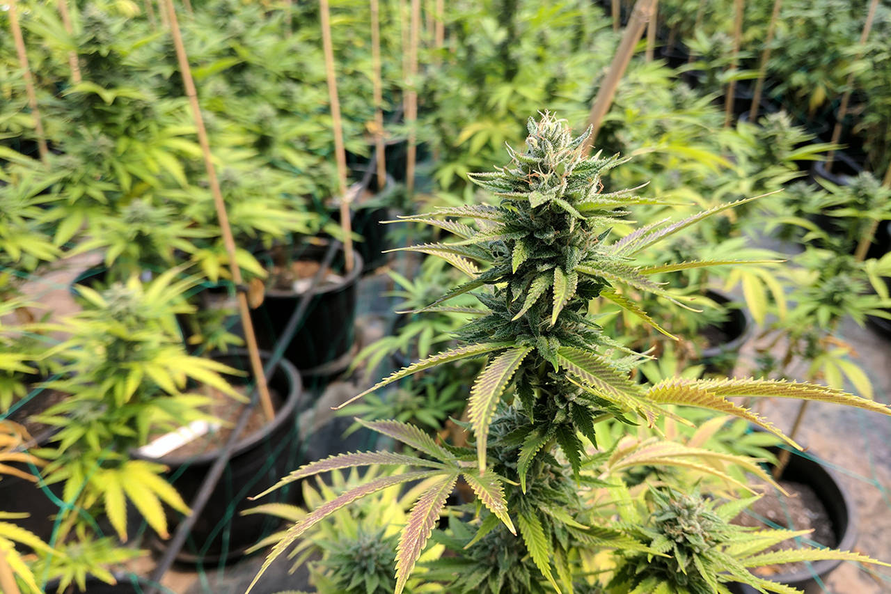 A marijuana plant grows in a greenhouse at Green Freedom LLC in Elma. Green Freedom currently is appealing two odor violation fines from the Olympic Regional Clean Air Agency.