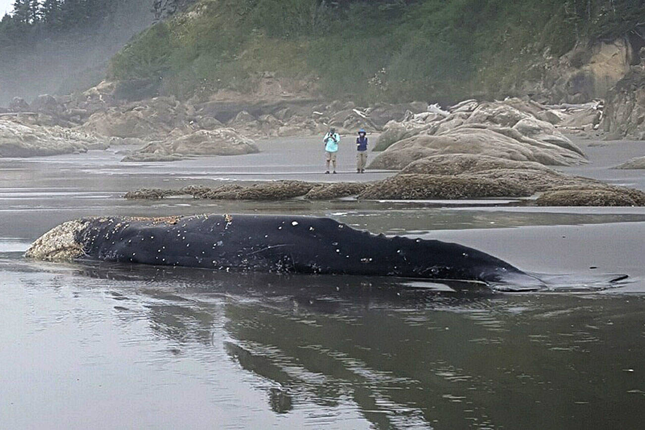 NOAA FISHERIES PHOTO                                A juvenile gray whale got stranded on a beach near Kalaloch some time Wednesday and, as of Friday afternoon, was still alive and attempting to work its way back into the water. It’s hoped the nearly 10-foot high tide will allow the whale to get back out to sea.