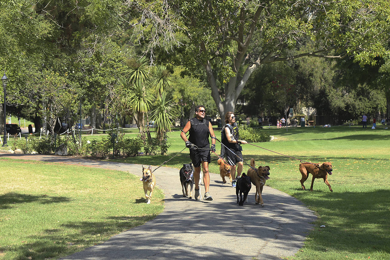 Claire Hannah Collins | Los Angeles Times                                 Bob Wilcox with some of the dogs he runs in Holmby Park in Los Angeles.