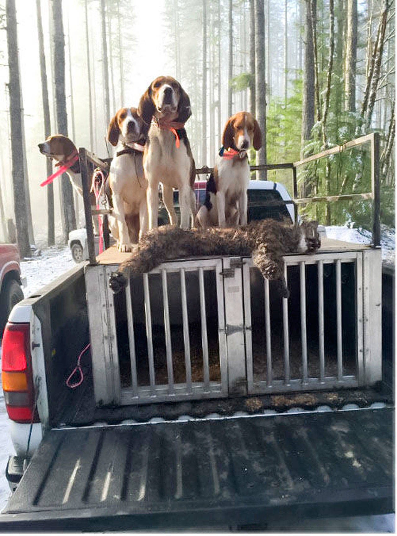 Eddy Dills’ hunting dogs with a dead bobcat on what the WDFW believes to be his truck after an illegal hunt in Oregon on Christmas of 2015 (WDFW)