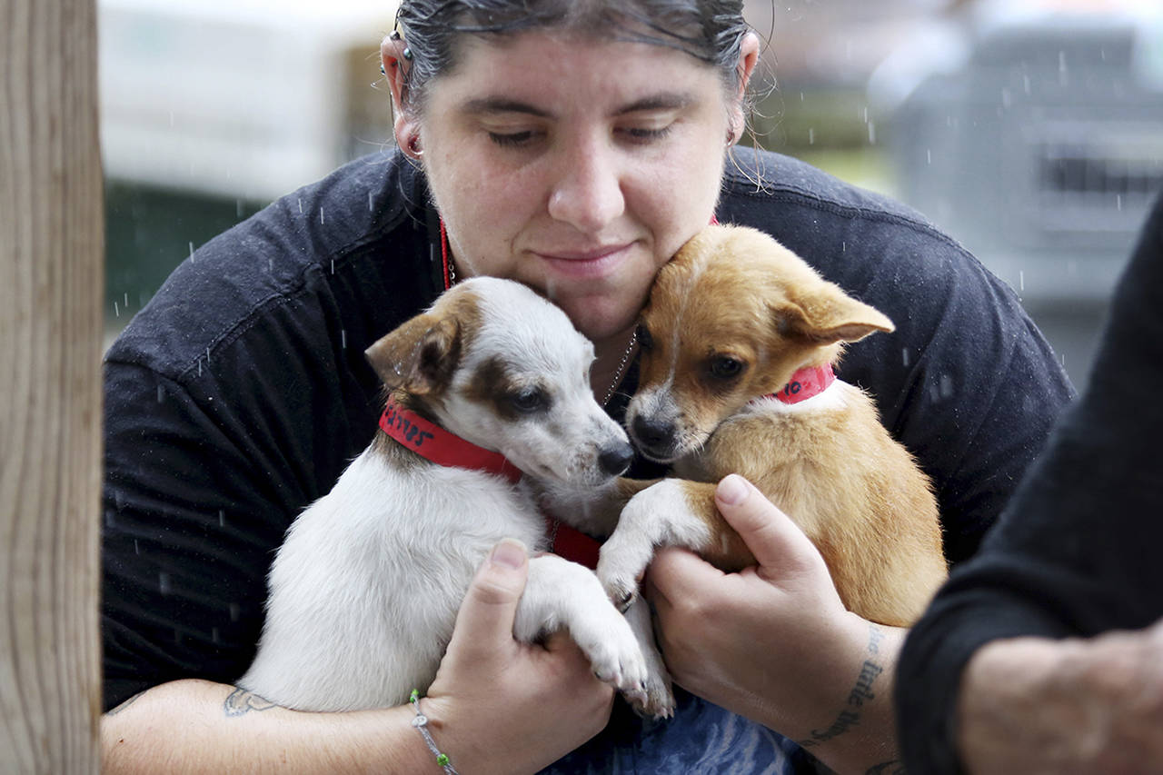 Volunteer Brittany Coppola cuddles two rescued puppies at Calypso Run Farm in Virginia Beach, Va. (Steve Earley | The Virginian-Pilot)