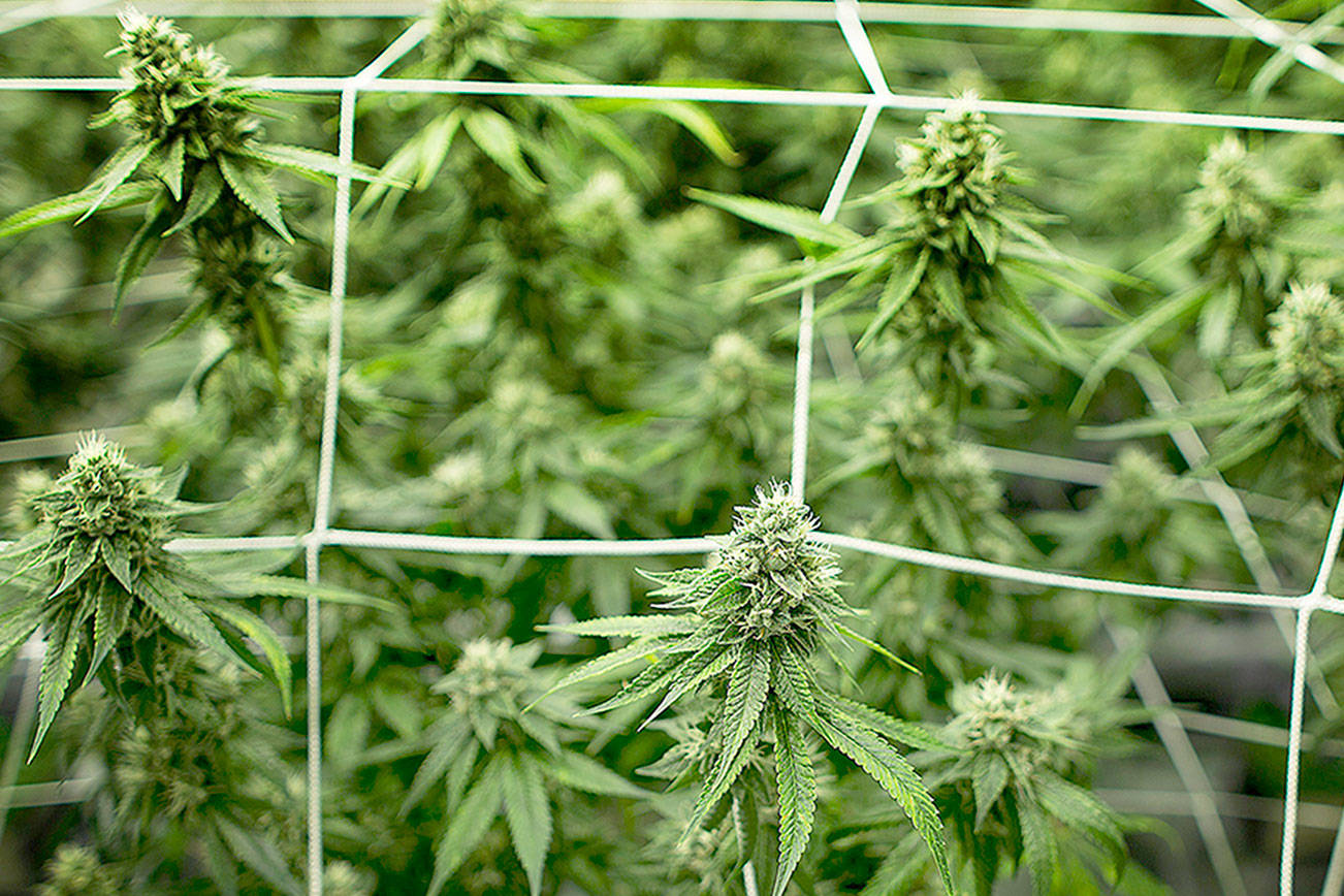 A growing problem Lightening the carbon footprint of cannabis farms