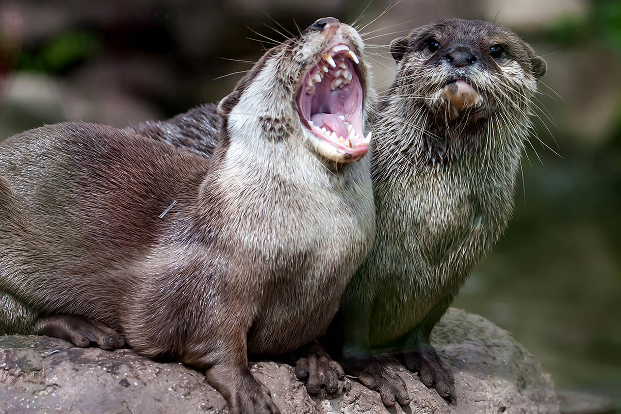 Dreamstime                                 Cute animals like these otters are never a bad idea to post on social media when things are looking bleak.