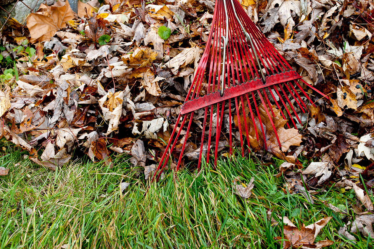 Raking leaves is only one thing on a long list of November outdoor chores. (Dreamstime)