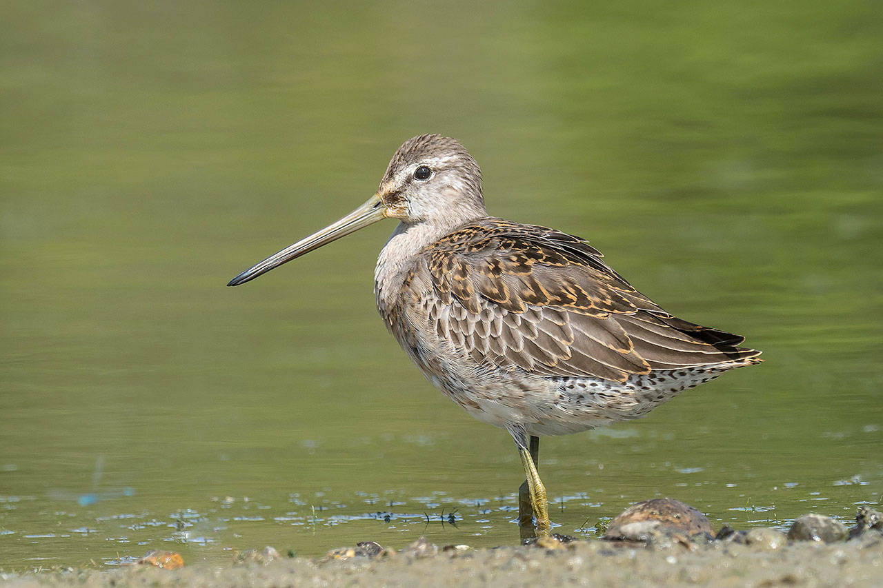 Photo by Gregg Thompson