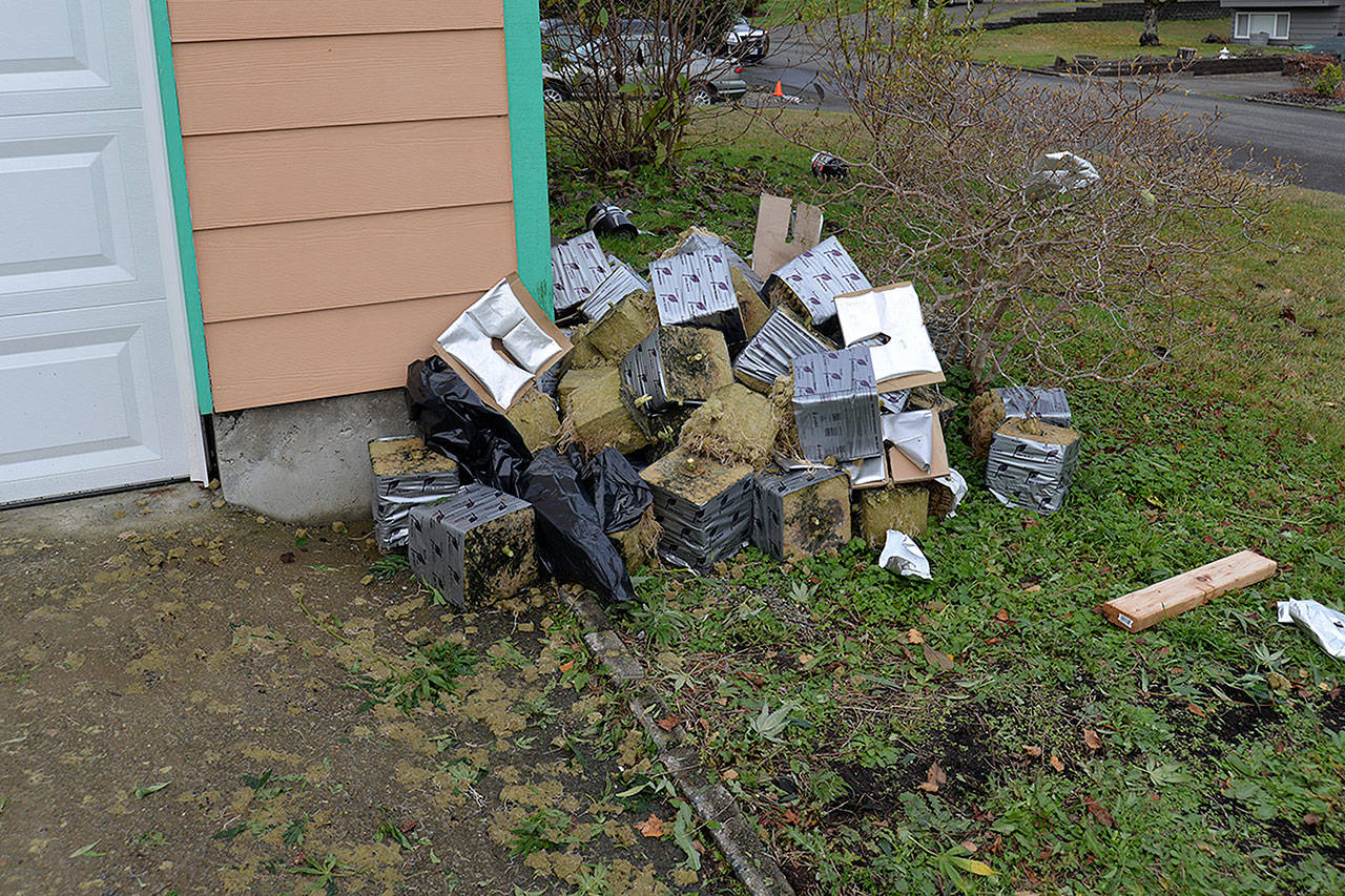 Dirt blocks, marijuana stems and leaves sit outside a house n Cosmopolis. It’s one of more than 30 houses suspected of a joint marijuana growing operation in the area. (Photo by Louis Krauss)
