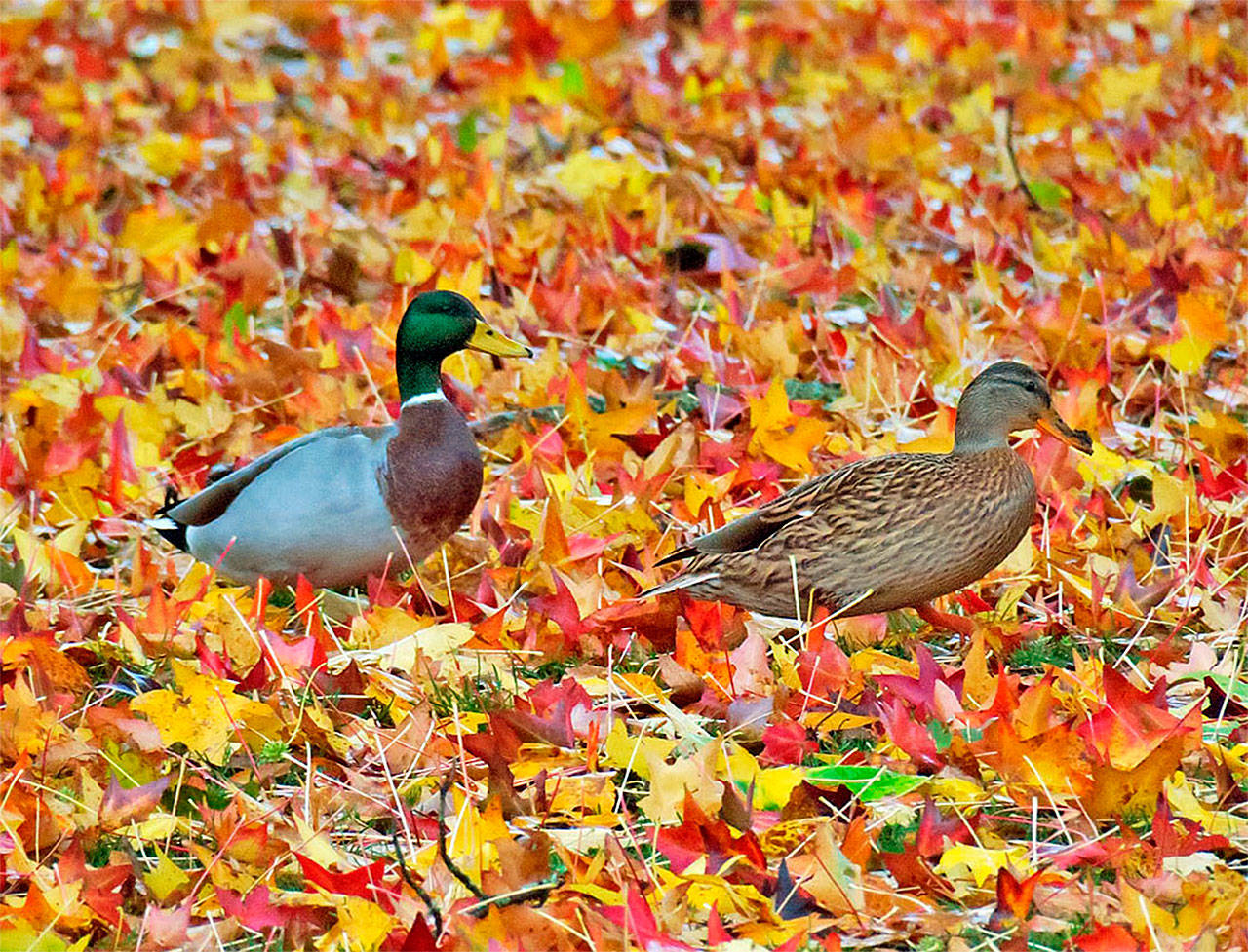 Photo by Mike Hamilton